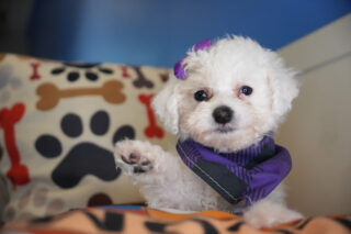 Cupid Miniature Poodle 01