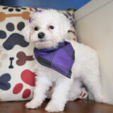 Cupid Miniature Poodle 02