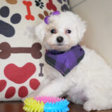 Cupid Miniature Poodle 03