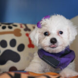 Cupid Miniature Poodle 04