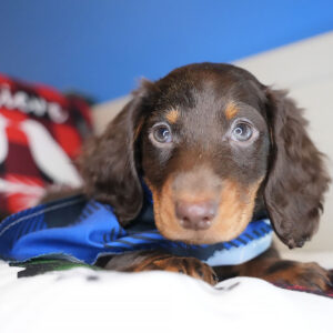 Denarius Miniature Dachshund 01