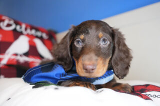 Denarius Miniature Dachshund 01