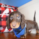 Denarius Miniature Dachshund 03