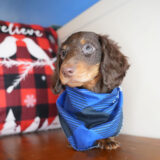 Denarius Miniature Dachshund 04