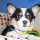 Dodie Pembroke Welsh Corgi 01