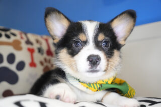 Dodie Pembroke Welsh Corgi 01