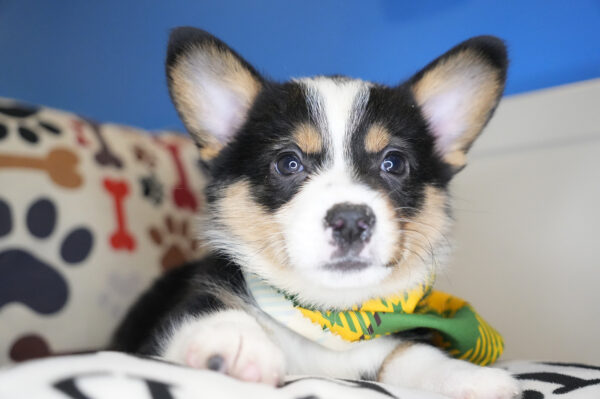 Dodie Pembroke Welsh Corgi 01