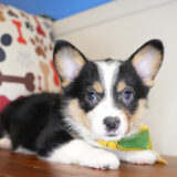 Dodie Pembroke Welsh Corgi 02