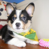 Dodie Pembroke Welsh Corgi 03