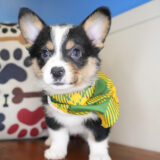 Dodie Pembroke Welsh Corgi 04