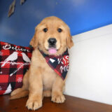 Drake Golden Retriever 02