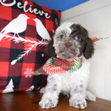 Ellington Cockapoo 03