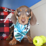 Ezekial Miniature Dachshund 02