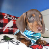 Ezekial Miniature Dachshund 03