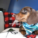 Ezekial Miniature Dachshund 04