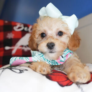 Glitter Maltipoo 01