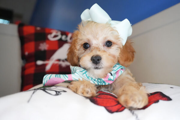 Glitter Maltipoo 01