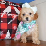 Glitter Maltipoo 02