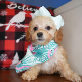 Glitter Maltipoo 03