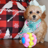 Glitter Maltipoo 04