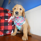 Griffith Golden Retriever 04