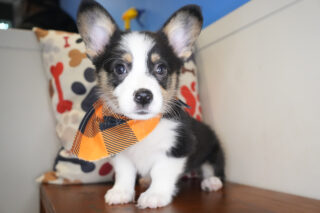 Hoku Pembroke Welsh Corgi 01