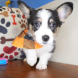 Hoku Pembroke Welsh Corgi 02