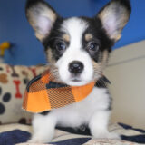 Hoku Pembroke Welsh Corgi 03