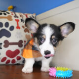 Hoku Pembroke Welsh Corgi 04