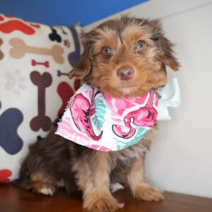 Lyra Yorkshire Terrier 01