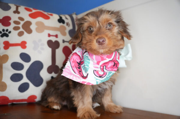 Lyra Yorkshire Terrier 01