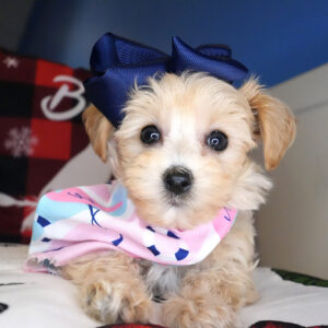 Maeve Maltipoo 01