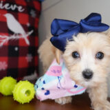 Maeve Maltipoo 03