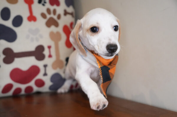 Malibu Miniature Dachshund 01