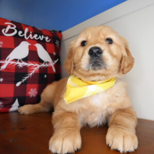 Matson Golden Retriever 01