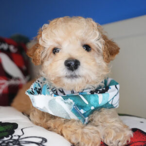 McKinley Maltipoo 01