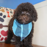 Melchior Miniature Poodle 01