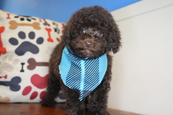 Melchior Miniature Poodle 01