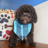 Melchior Miniature Poodle 02