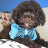 Melchior Miniature Poodle 03