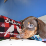 Mirabella Miniature Dachshund 02