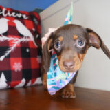 Mirabella Miniature Dachshund 03