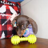 Mirabella Miniature Dachshund 04