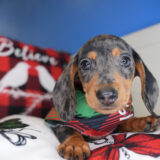 Rand Miniature Dachshund 01