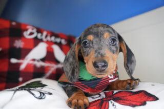 Rand Miniature Dachshund 01