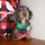 Rand Miniature Dachshund 02