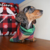 Rand Miniature Dachshund 03