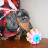 Rand Miniature Dachshund 04