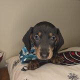 Rexton Miniature Dachshund 01