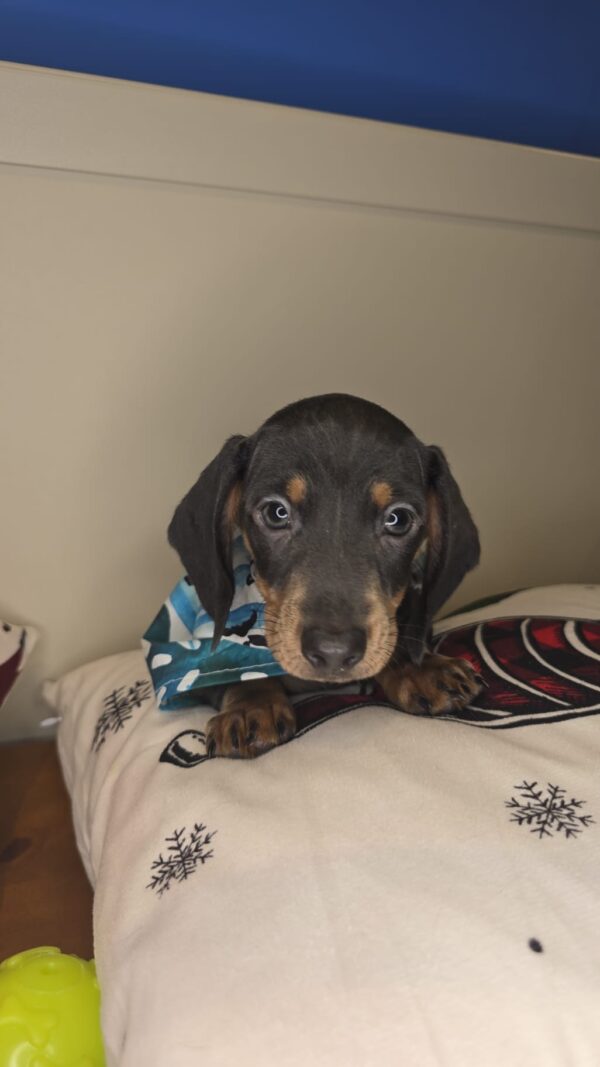 Rexton Miniature Dachshund 01